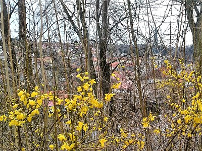 V dnešním chladu jsem postrádala slunce. Aspoň „svítí" zlatice.