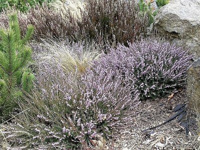 Zahrádky před novými vilami Na Žabinci