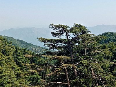 Chréa, cedrový les