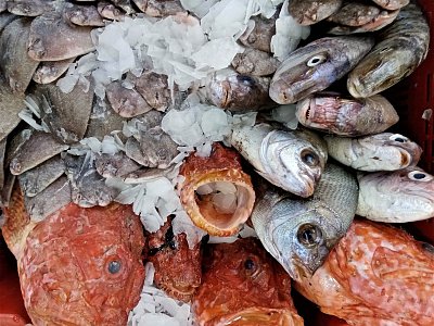 Ryby v rybárně v městě Dellys v Kabylii