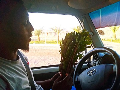 Baragoita a káta jedlá