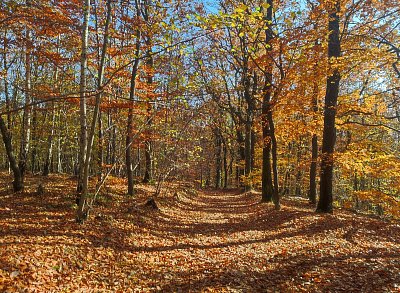Podzimně barevná cesta