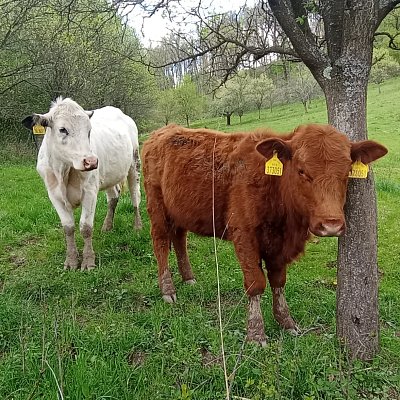 Teto, co's nám přinesla?