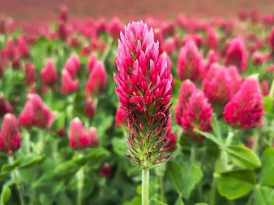 Jetel nachový - inkarnát