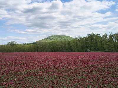 Říp vykukuje na lesíkem