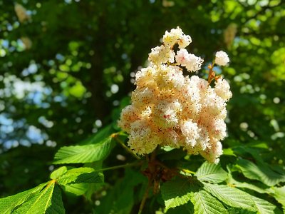 Krásné květy kaštanů byly po celém parku