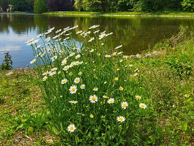 Trsy kopretin zdobily břehy