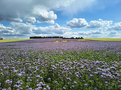 Krajina se svazenkou