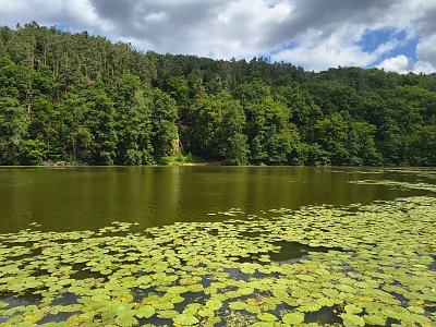 Harasovský rybník pokrývají stulíky
