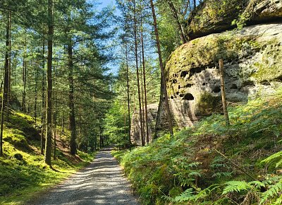 Mám ráda cestu lesní