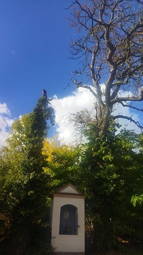 Pod starým stromem kaplička v modrém, bílém, zeleném