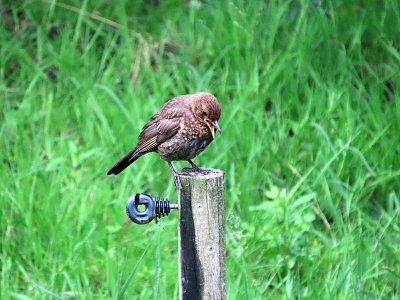 Mamí, kde jsi? mládě kosa