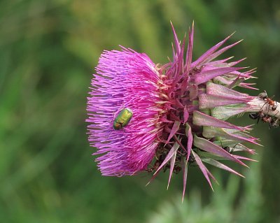 Na bodláku to žije