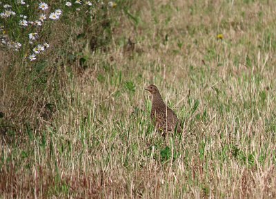 Potkala jsem koroptvičku