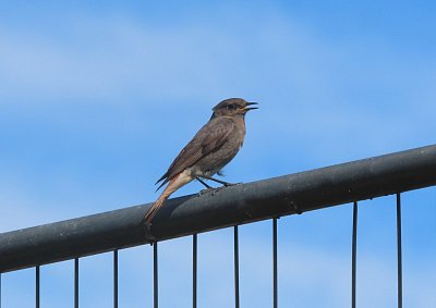 Pták roku 2024 - rehek domácí, mládě