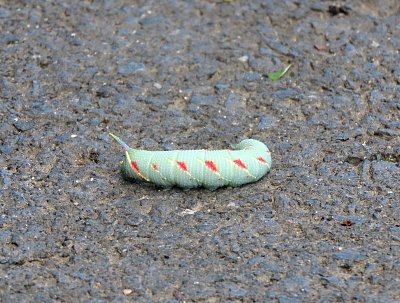 Housenka lišaje lipového