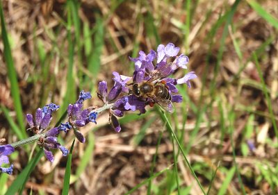 Včelka levandulka