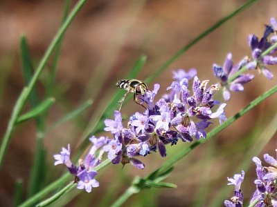 Pestřenka na levanduli