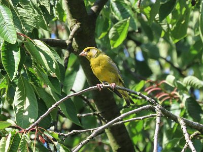 Zvonek zelený na naší třešni - letos bez třešní