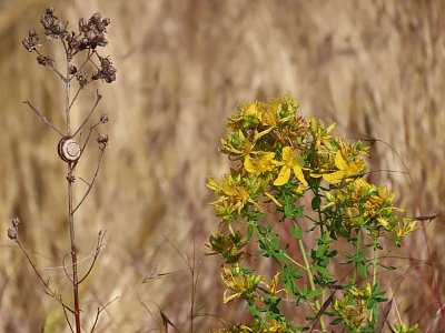 Třezalkové mámení se šnečkem
