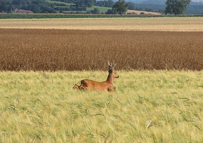 Hop a skok - kdo se lekl víc?