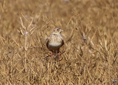 Radost mi udělal skřivan polní