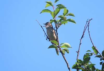 Pěnice hnědokřídlá zpívá u paneláků
