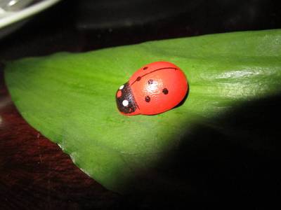 Další chroustač česneku