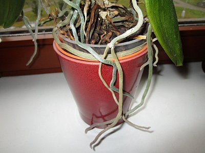 odstraním suché vzdušné kořeny