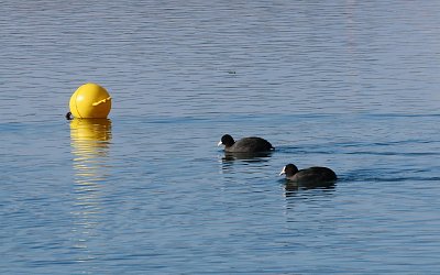 Dvě lysky a žlutá bojka