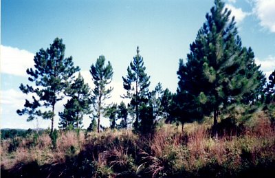 Zelené zlato Fidži