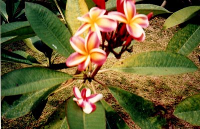 Květy Rarotongy