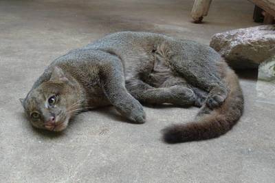 jaguarundi.jpg