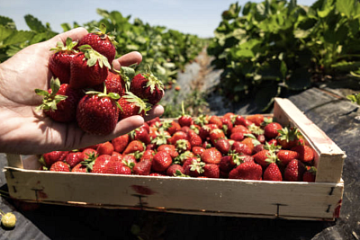 Epidemie v dobách temna