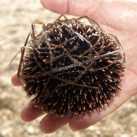 Mořská ježovka s bílými ostny na koncích