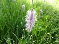 obyčejný jitrocel?