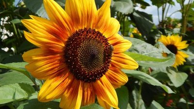 Jaroslava Korpášová