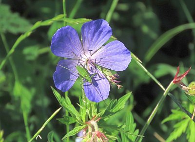 Kakost s kobylkou jižní