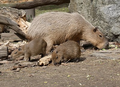Potkala jsem kapybary *