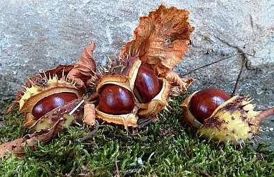 Je tu čas lesklých kaštánků