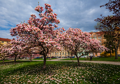 Když tančí magnólie
