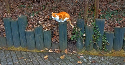 Kočičkový příslib jara