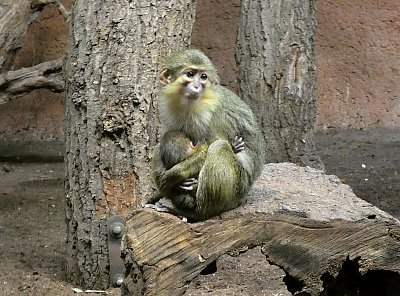 Pozvánka do zoo - kočkodan