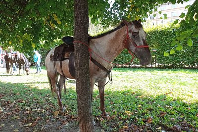 Odpočívám, za chvíli jdu zase vozit děti*
