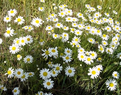 Kopretina chocholičnatá