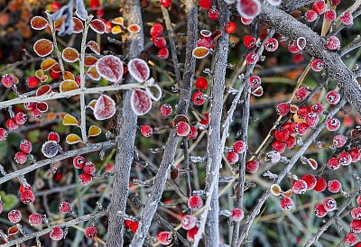 Korálky paní Mrazíkové