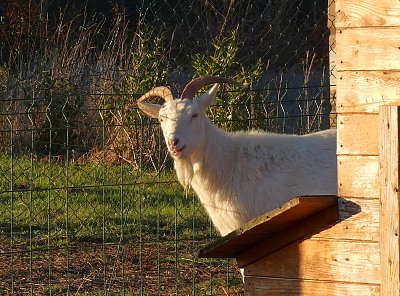 Už bude nový rok? (3)