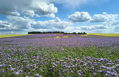 Krajina se svazenkou