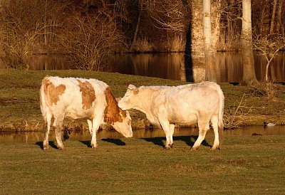 Krávy, krávy, jak si vlastně povídáte? *