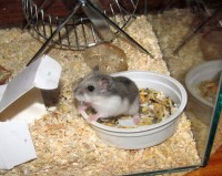 křečík džungarský